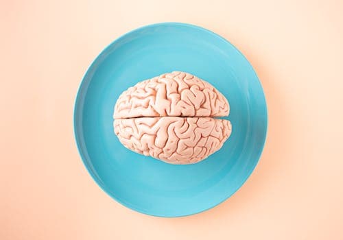 Cerveau adolescent et cortex préfrontal en maturation